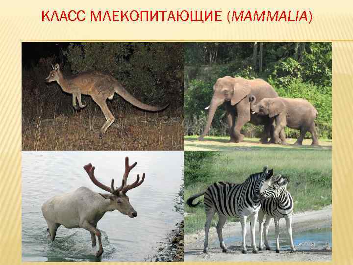 КЛАСС МЛЕКОПИТАЮЩИЕ (MAMMALIA) 