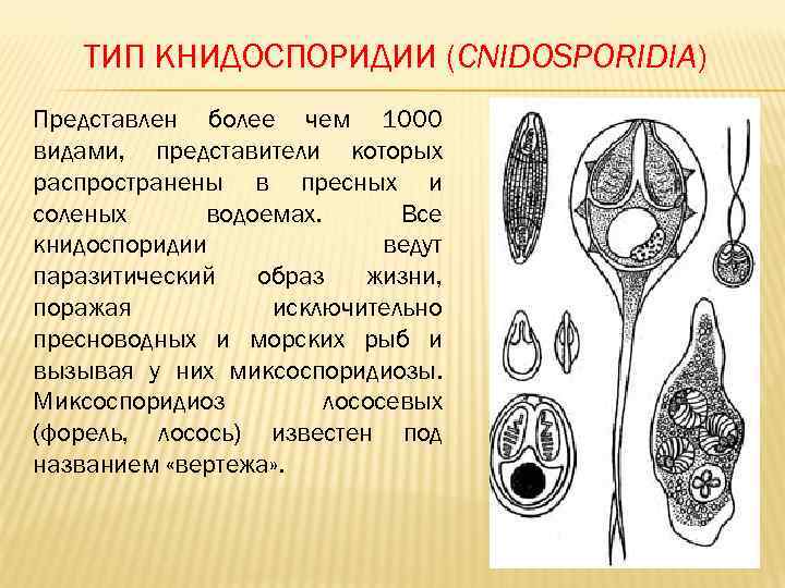 В процессе эволюции паразитический образ. Книдоспоридии Миксоспоридии. Книдоспоридии представители. Характеристика книдоспоридии. Книдоспоридии половой процесс.