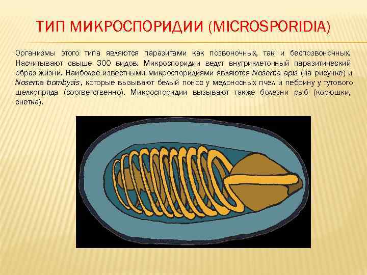  ТИП МИКРОСПОРИДИИ (MICROSPORIDIA) Организмы этого типа являются паразитами как позвоночных, так и беспозвоночных.