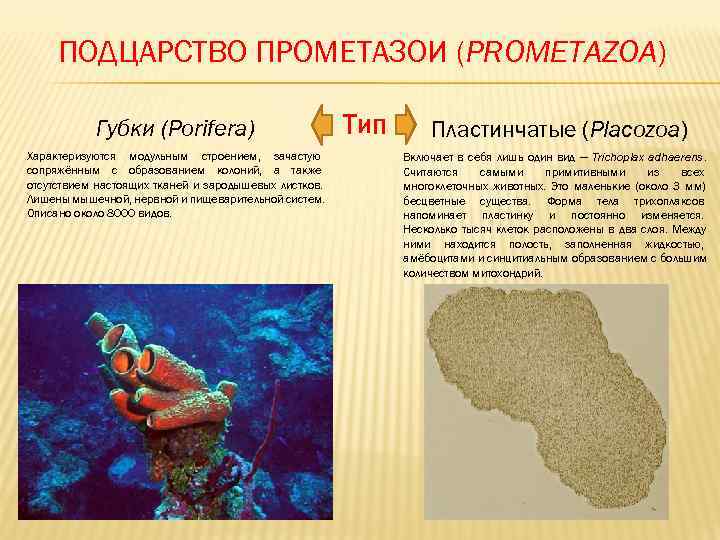 ПОДЦАРСТВО ПРОМЕТАЗОИ (PROMETAZOA)   Губки (Porifera)      Тип