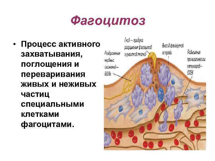   Фагоцитоз • Процесс активного  захватывания,  поглощения и  переваривания 
