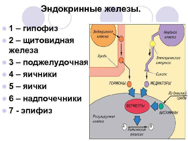 Эндокринные железы. l 1 – гипофиз l 2 – щитовидная Эндокринные железы. l 1 – гипофиз l 2 – щитовидная