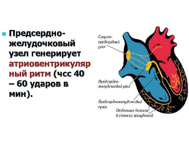 n Предсердножелудочковый узел генерирует атриовентрикуляр ный ритм (чсс 40 – 60 ударов в мин).