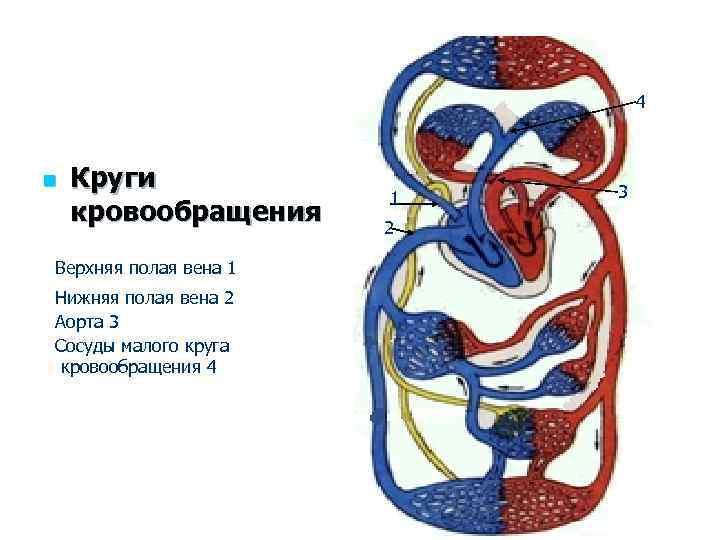 Обозначьте рисунок круги кровообращения