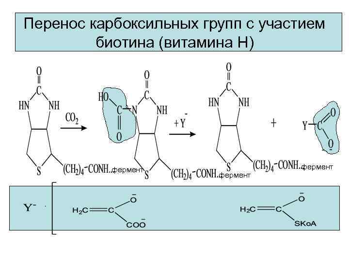 Перенос карбоксильных групп с участием   биотина (витамина Н)    фермент