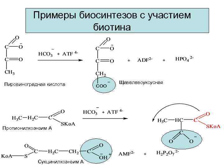   Примеры биосинтезов с участием    биотина Пировиноградная кислота  