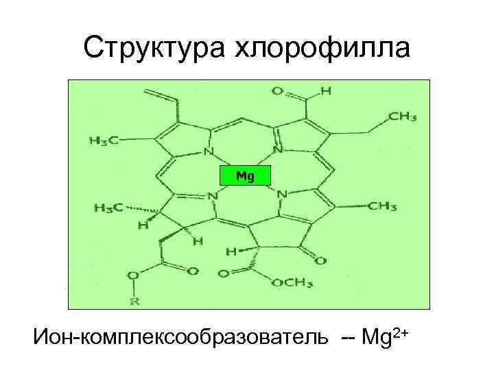 Схема молекулы хлорофилла