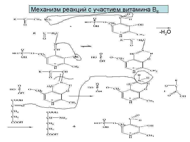 Механизм реакций с участием витамина В 6     -Н 2 О