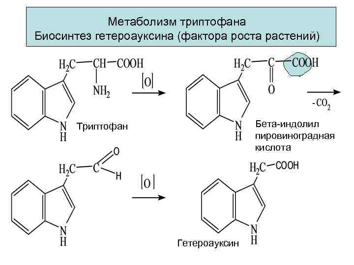   Метаболизм триптофана Биосинтез гетероауксина (фактора роста растений)  Триптофан   