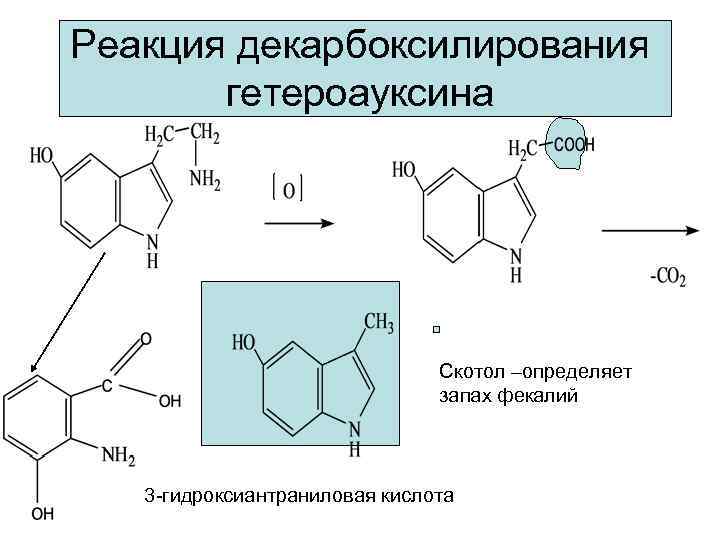 Реакция декарбоксилирования  гетероауксина      Скотол –определяет   