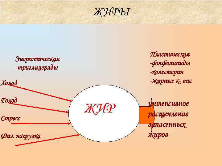      ЖИРЫ      Пластическая Энергетическая 