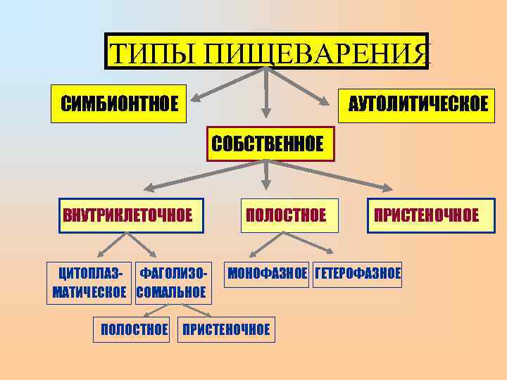   ТИПЫ ПИЩЕВАРЕНИЯ СИМБИОНТНОЕ      АУТОЛИТИЧЕСКОЕ   