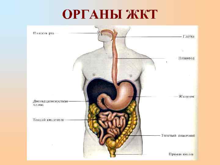 ОРГАНЫ ЖКТ 