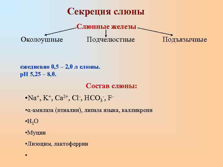    Секреция слюны    Слюнные железы Околоушные  