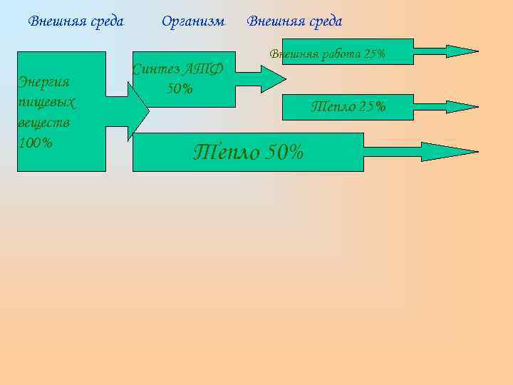  Внешняя среда Организм  Внешняя среда      Внешняя работа