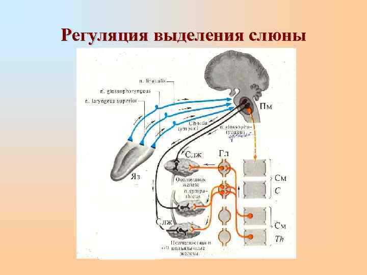 Регуляция выделения слюны 