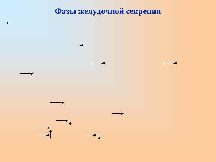   Фазы желудочной секреции • 