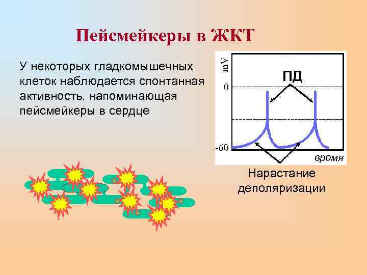   Пейсмейкеры в ЖКТ У некоторых гладкомышечных клеток наблюдается спонтанная   ПД