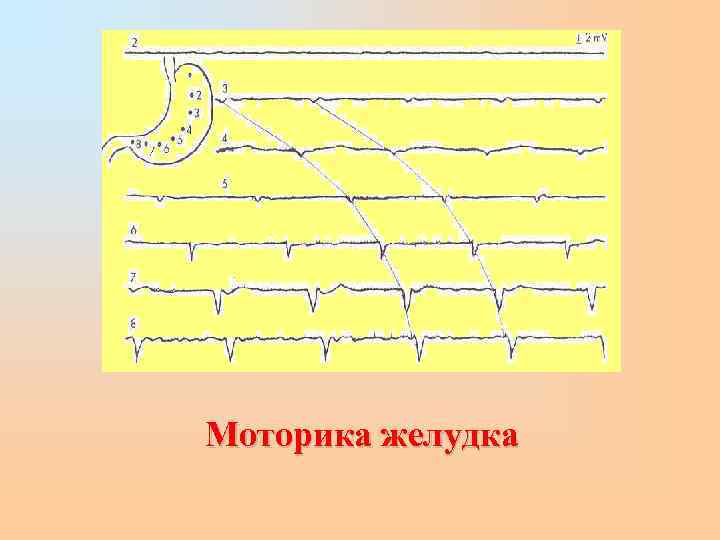 Моторика желудка 