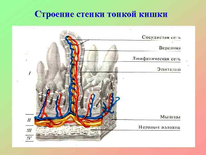 Особенности строения стенки. Строение стенки Толстого кишечника. Строение стенки Толстого кишечника анатомия. Строение стенки толстой кишки схема. Наружная оболочка стенки тонкой кишки.