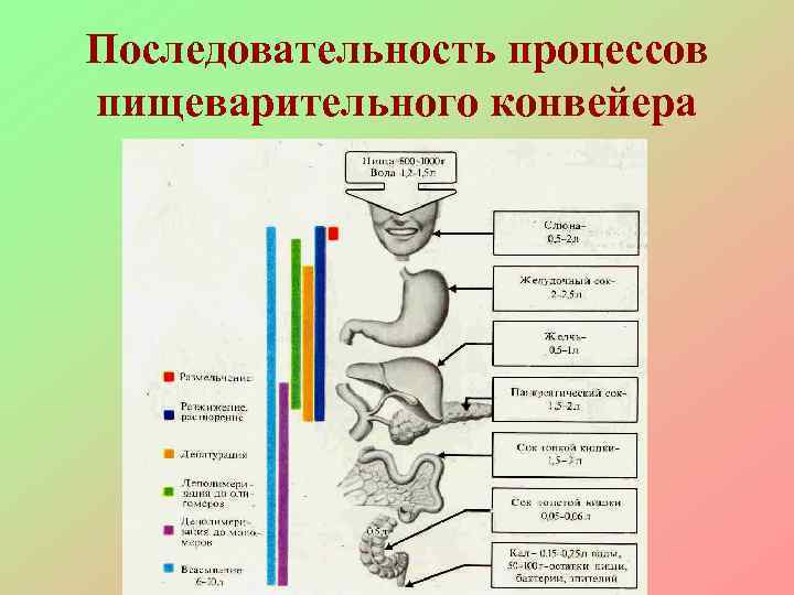 Составьте схему поступления и перемещения пищи по пищеварительному тракту млекопитающего