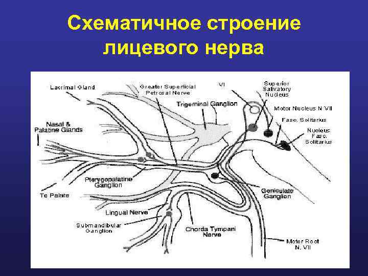 Схематичное строение  лицевого нерва 