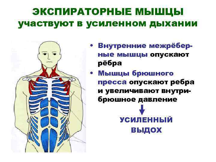  ЭКСПИРАТОРНЫЕ МЫШЦЫ участвуют в усиленном дыхании   • Внутренние межрёбер-  