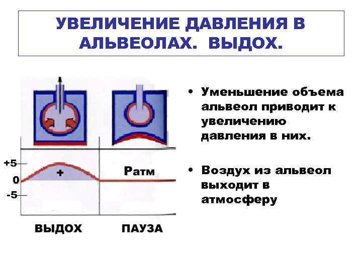  УВЕЛИЧЕНИЕ ДАВЛЕНИЯ В  АЛЬВЕОЛАХ. ВЫДОХ.    • Уменьшение объема 
