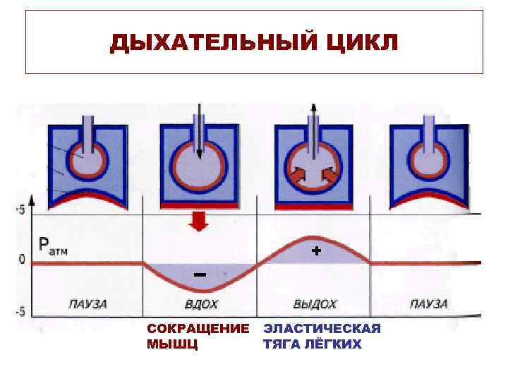 ДЫХАТЕЛЬНЫЙ ЦИКЛ    + СОКРАЩЕНИЕ  ЭЛАСТИЧЕСКАЯ  МЫШЦ   ТЯГА