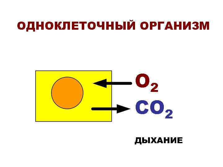 ОДНОКЛЕТОЧНЫЙ ОРГАНИЗМ   О 2   СО 2   ДЫХАНИЕ 