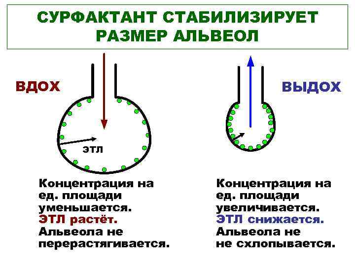  СУРФАКТАНТ СТАБИЛИЗИРУЕТ  РАЗМЕР АЛЬВЕОЛ  ВДОХ      ВЫДОХ