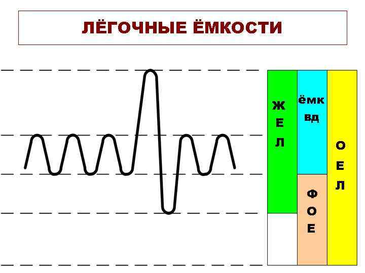 ЛЁГОЧНЫЕ ЁМКОСТИ    Ж  ёмк    Е  вд
