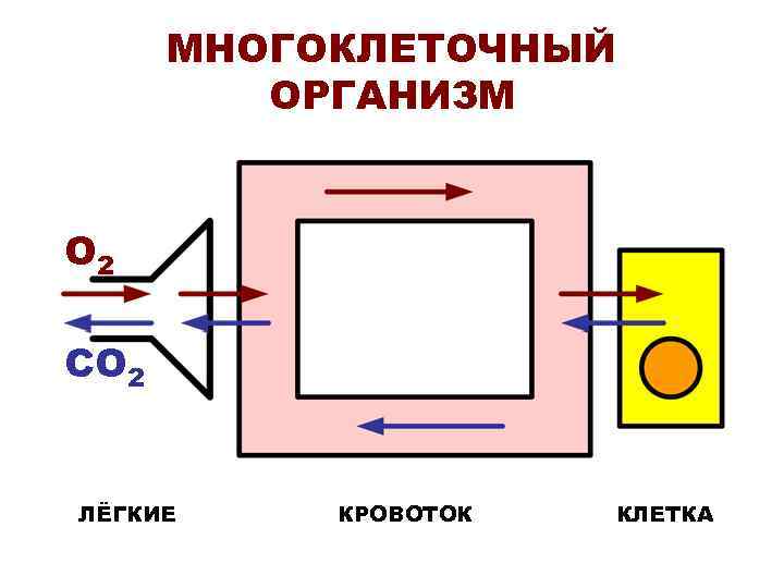  МНОГОКЛЕТОЧНЫЙ   ОРГАНИЗМ  О 2 СО 2  ЛЁГКИЕ КРОВОТОК 