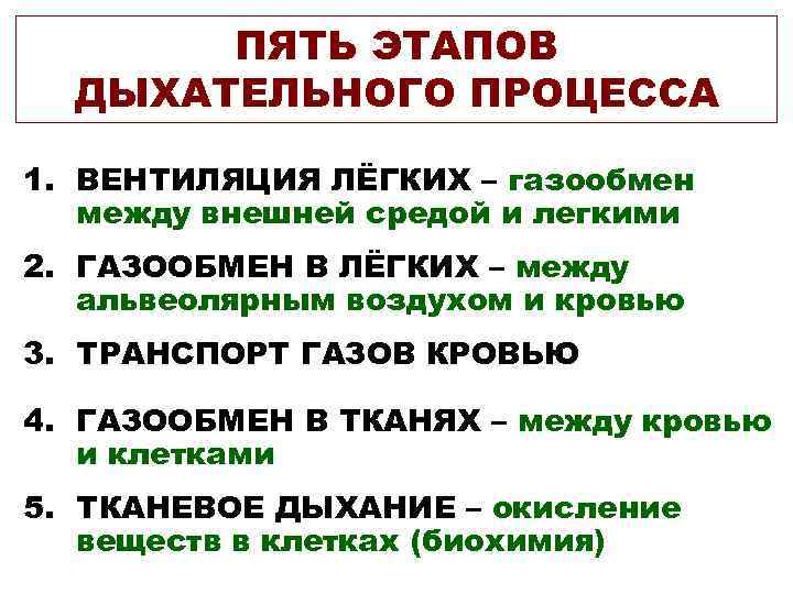 Дыхание транспорта. Этапы процесса дыхания. Стадии дыхательного процесса. Этапы процесса дыхания человека. 5 Этапов дыхательного процесса.