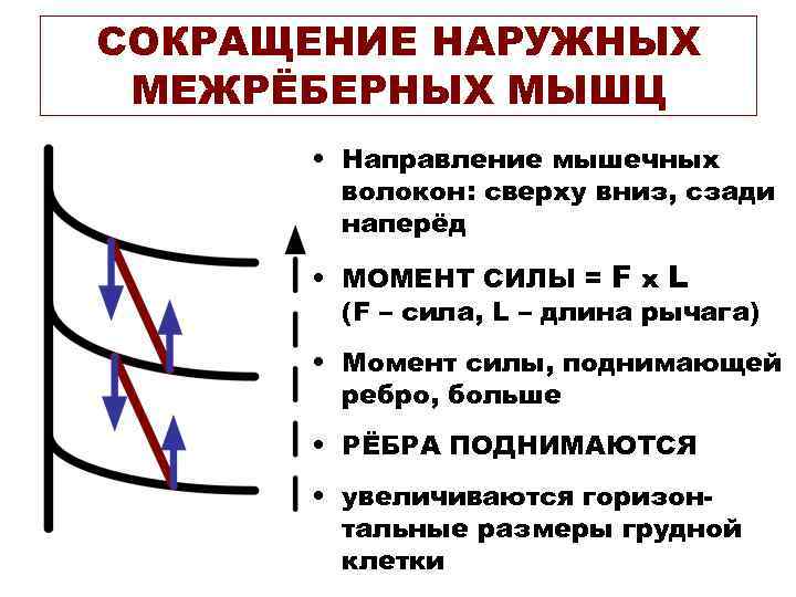 СОКРАЩЕНИЕ НАРУЖНЫХ МЕЖРЁБЕРНЫХ МЫШЦ  • Направление мышечных   волокон: сверху вниз, сзади