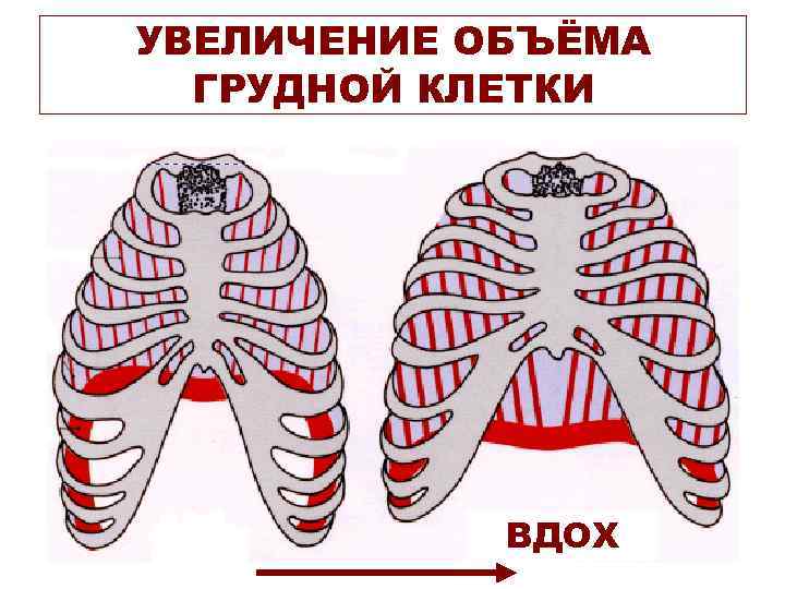 УВЕЛИЧЕНИЕ ОБЪЁМА  ГРУДНОЙ КЛЕТКИ   ВДОХ 