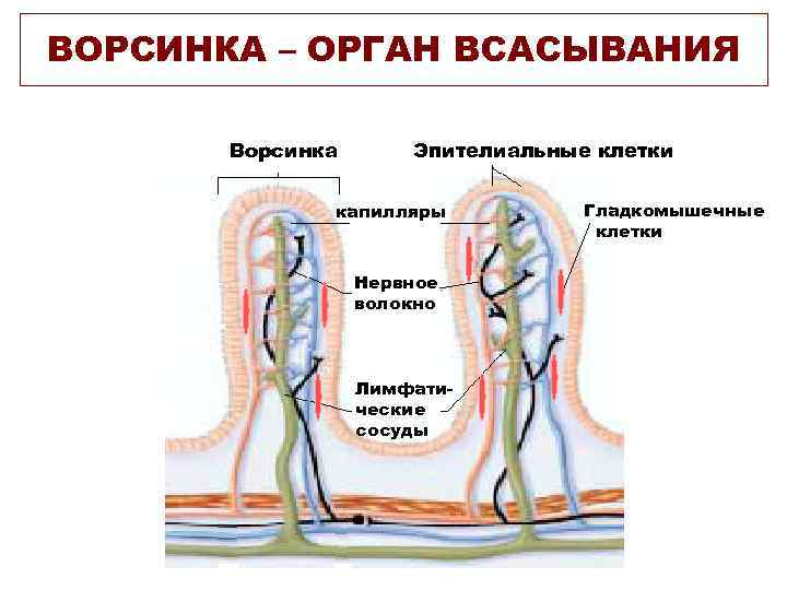 Какая структура ворсинки кишечника обозначена на рисунке цифрой 3