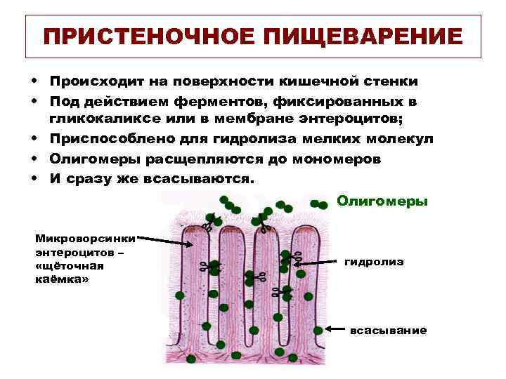 Здоровое пищеварение картинки