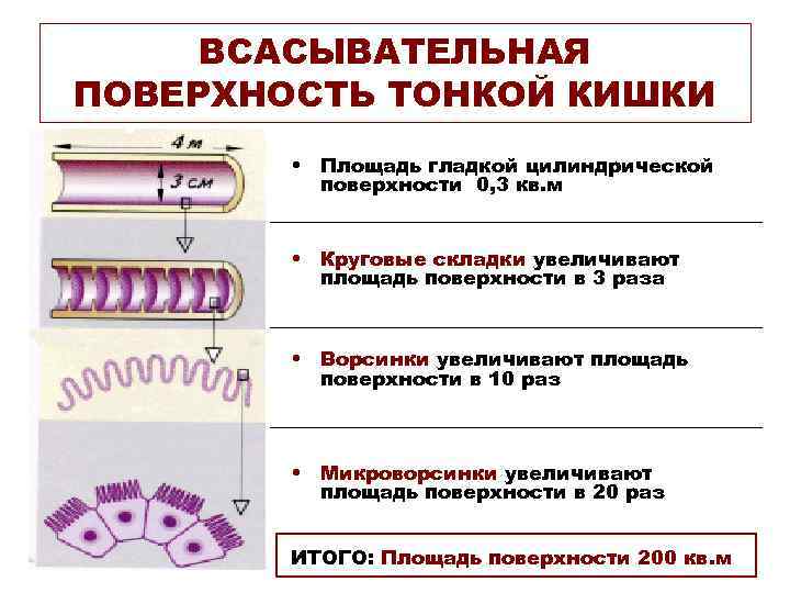  ВСАСЫВАТЕЛЬНАЯ ПОВЕРХНОСТЬ ТОНКОЙ КИШКИ   • Площадь гладкой цилиндрической  поверхности 0,