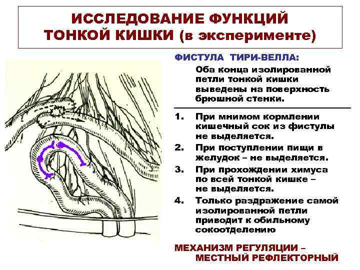 Моторная функция тонкой кишки