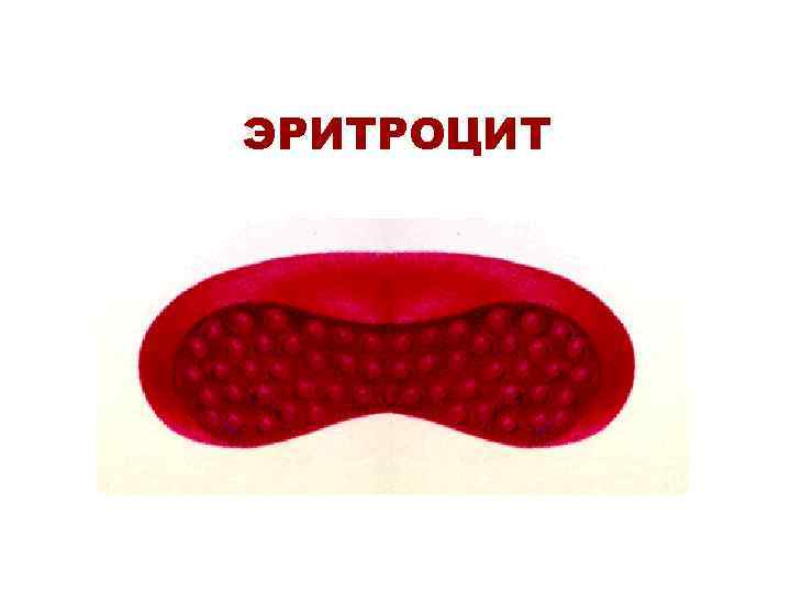 ЭРИТРОЦИТ 