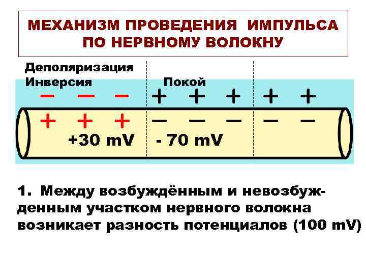 МЕХАНИЗМ ПРОВЕДЕНИЯ ИМПУЛЬСА ПО НЕРВНОМУ ВОЛОКНУ Деполяризация Инверсия Покой МЕХАНИЗМ ПРОВЕДЕНИЯ ИМПУЛЬСА ПО НЕРВНОМУ ВОЛОКНУ Деполяризация Инверсия Покой