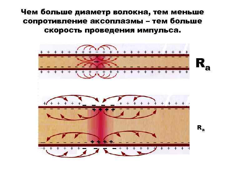 Чем больше диаметр волокна, тем меньше сопротивление аксоплазмы – тем больше скорость проведения импульса. Чем больше диаметр волокна, тем меньше сопротивление аксоплазмы – тем больше скорость проведения импульса.