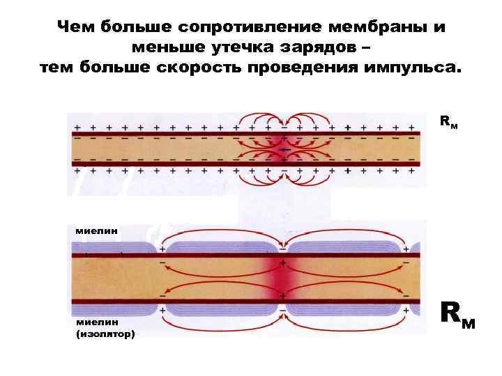 Чем больше сопротивление мембраны и меньше утечка зарядов – тем больше Чем больше сопротивление мембраны и меньше утечка зарядов – тем больше