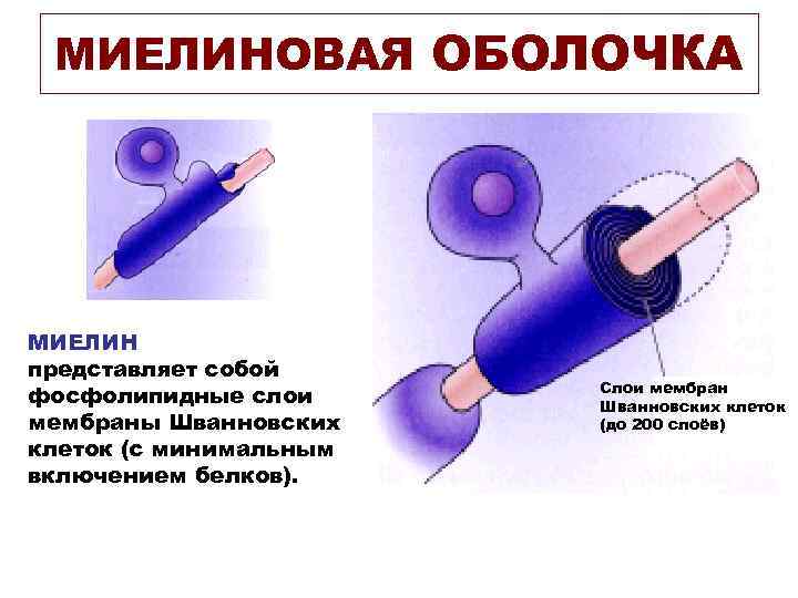 МИЕЛИНОВАЯ ОБОЛОЧКА МИЕЛИН представляет собой Слои мембран фосфолипидные слои МИЕЛИНОВАЯ ОБОЛОЧКА МИЕЛИН представляет собой Слои мембран фосфолипидные слои