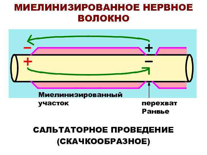 МИЕЛИНИЗИРОВАННОЕ НЕРВНОЕ ВОЛОКНО Миелинизированный участок перехват МИЕЛИНИЗИРОВАННОЕ НЕРВНОЕ ВОЛОКНО Миелинизированный участок перехват
