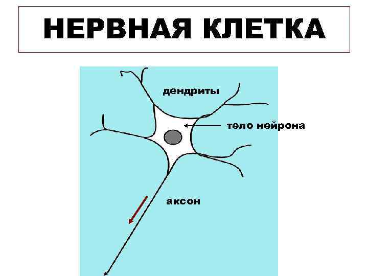 НЕРВНАЯ КЛЕТКА дендриты тело нейрона аксон НЕРВНАЯ КЛЕТКА дендриты тело нейрона аксон