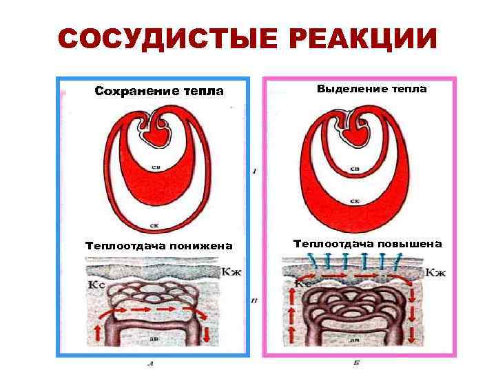 СОСУДИСТЫЕ РЕАКЦИИ  Сохранение тепла   Выделение тепла Теплоотдача понижена  Теплоотдача повышена