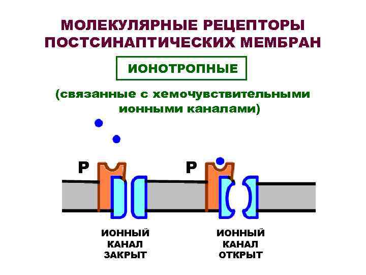  МОЛЕКУЛЯРНЫЕ РЕЦЕПТОРЫ ПОСТСИНАПТИЧЕСКИХ МЕМБРАН  ИОНОТРОПНЫЕ (связанные с хемочувствительными   ионными каналами)