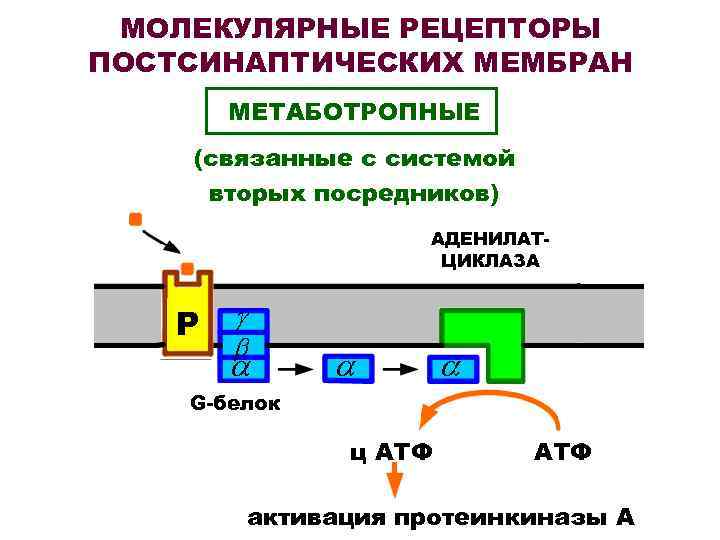  МОЛЕКУЛЯРНЫЕ РЕЦЕПТОРЫ ПОСТСИНАПТИЧЕСКИХ МЕМБРАН   МЕТАБОТРОПНЫЕ (связанные с системой вторых посредников) 